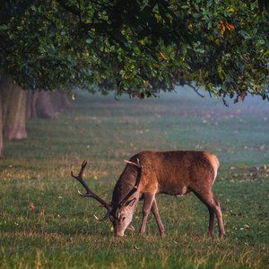 Meet your Posher, Kenzie